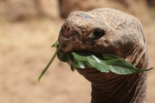 Schildkröte