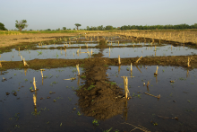 Irrigated fields in Nigeria