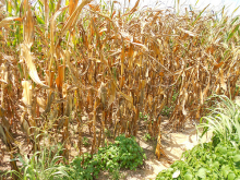 Drought-stressed corn in Western Tennessee (Photo: CraneStation/flickr)