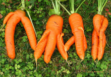 Carrot