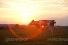 Friesian Cattle