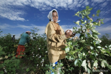 Chemical-intensive agriculture (Photo; Greenpeace)