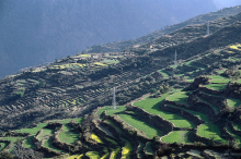 Terraced fields in Tongsa, Bhutan (Photo: Curt Carnemark / World Bank)