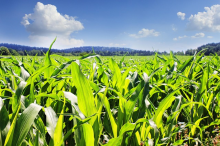 Rund 971.000 Hektar Mais für Biogasanlagen (Foto: CC0)