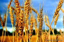 Landwirtschaft hat eine lange Tradition (Foto: Bernat Casero/flickr.com)