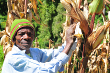 Der Klimawandel setzt Mais zu (Foto: FAO/Matthias Mugisha)